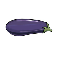 Vector. Aubergine. Eggplant on the white background
