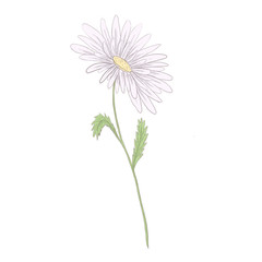 Elegant decorative camomile 300 dpi digital art