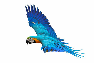 Colorful macaw parrot flying isolated on white background.
