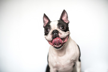 Portrait of a funny and happy Boston Terrier dog with a smile and tongue out on a white background in the Studio.