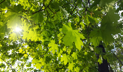 Branches with fresh green leaves of maple tree