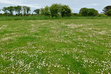 Rural meadow, Jersey, U.K. Spring flowering landscape.