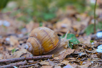 Helix pomatia, burgundy snail, edible snail or escargot In Nature. Close up.  Copy space.