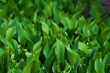 The surface of beautiful green leaves of lily of the valley.  Convallaria majalis. Copy space. Selective focus.