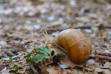 Helix pomatia, burgundy snail, edible snail or escargot In Nature. Close up.  Copy space.