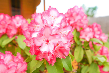 pink hydrangea flowers