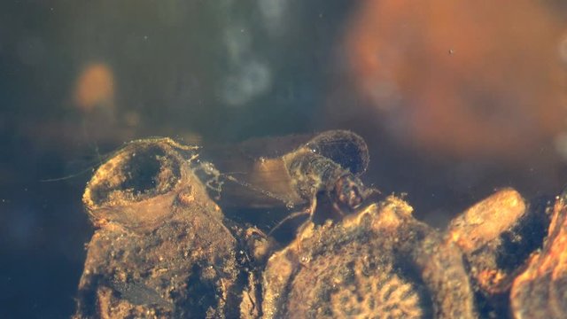 Caddisfly, or order Trichoptera crawling along bottom of small swamp in forest, looking for food - other insects. View macro insect in underwater