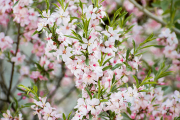 A field of blossoming almond trees. Shallow depth of field