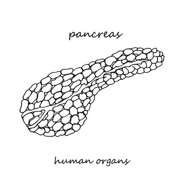 Pancreas. Realistic hand-drawn icon of human internal organs. Line art. Sketch style. Design concept for your medical projects post viral rehabilitation posters, tattoos.