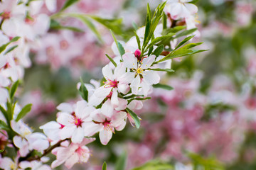 Fototapeta na wymiar A field of blossoming almond trees. Shallow depth of field
