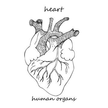 Heart. Realistic hand-drawn icon of human internal organs. Line art. Sketch style. Design concept for your medical projects post viral rehabilitation posters, tattoos.