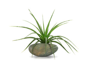 Fototapeta na wymiar Air plant with scientific name Tillandsia, isolated white background. This has clipping path. 