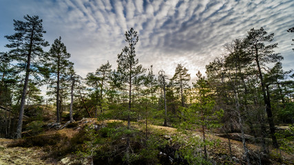 Swedish Forest - Stockholm 
