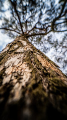 Swedish Forest - Stockholm 