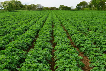 Fototapeta na wymiar Jersey Royal potato, crop, Jersey, U.K. Lush Spring plants near harest in the countryside.