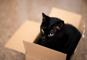 Black cat with yellow eyes in the box