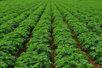 Fototapeta na wymiar Royal potato crop,Jersey, U.K. Abstract image of lush produce.