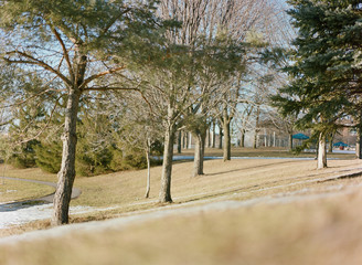 Fototapeta premium trees in the park