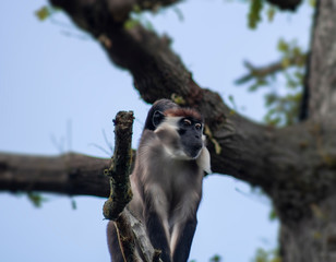 Vervet monkey in a tree.