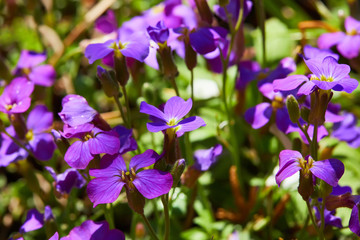 Flowerbed of Aubrietia. Aubrieta flowers with water drops growing outdoors after the rain.  Flower carpet in the garden
