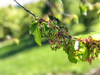 branch of a cherry tree with green berries on it close-up across green meadows. Springtime background. Copy space