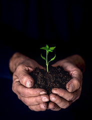 young plant in the hands of a farmer