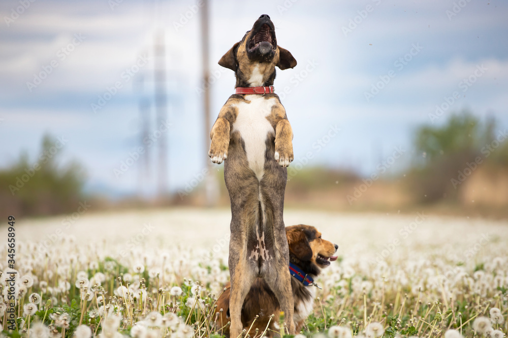 Wall mural dogs in magic dandelion meadow.