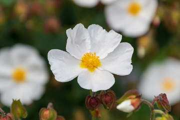 Cistus salviifolius evergreen plant or sageleaf rock rose blooming in the light sunny day in garden