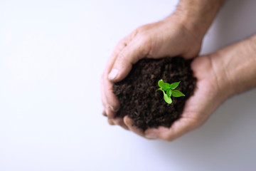 Young plant in the hands of a farmer on white background