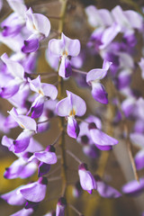 Fototapeta na wymiar purple wisteria flowers closeup