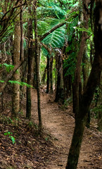 Redwood forest in new zealand