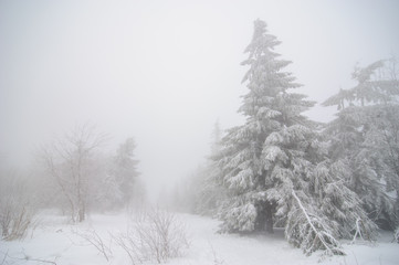 Naklejka premium Winter forest covered in snow. Foggy weather. Bad visibility.