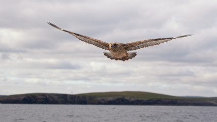 Skua