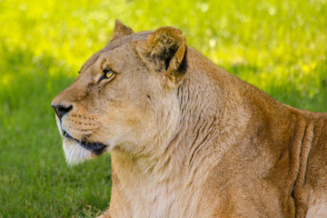 portrait of lioness in the grass