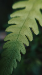 close up view of a leaf/fern