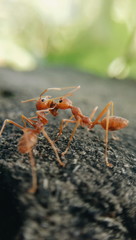 close up view of two big orange colored ants sharing food 