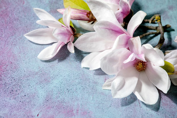 Obraz na płótnie Canvas Beautiful pink magnolia flowers on branches with new leaves on blue texture background. Close up, copy space