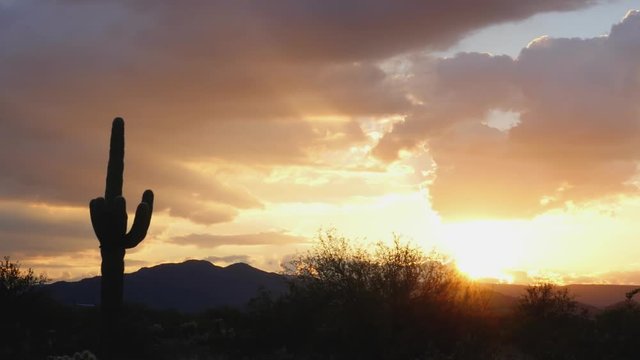 Glorious Desert Sunset with Saguaro