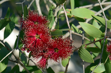 Red flowers, green foliage and white bark of the Broad-leaved Paperbark, Melaleuca viridiflora, family Myrtaceae. Native to tropical northern Australia and South east Asia.