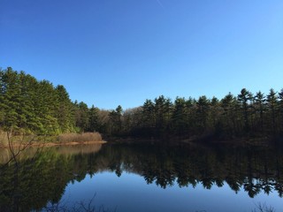 Fototapeta na wymiar Reflection Of Trees In Calm Lake