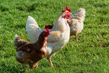 Artgerechte Tierhaltung in Schleswig-Holstein. Frei laufende Hühner auf einer Wiese in Moorsee bei Kiel