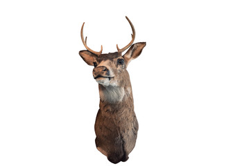 Taxidermy of head deer with horns on white background