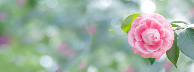 Pale pink camellia japanese rose form flower
