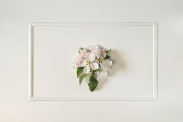 Spring apple blossom branches over white background. Top view