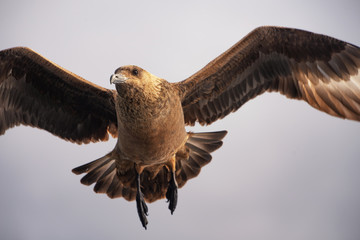 Skua