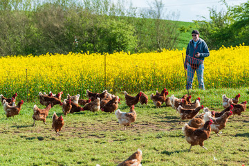 Artgerechte Tierhaltung in Schleswig-Holstein. Frei laufende Hühner auf einer Wiese in Moorsee bei Kiel