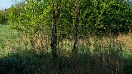 Drzewa i krzewy. © Bernadeta