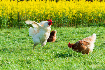 Artgerechte Tierhaltung in Schleswig-Holstein. Frei laufende Hühner auf einer Wiese in Moorsee bei...
