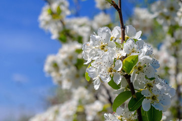 White flowers pear branch. Spring garden. Pear flowers close up.