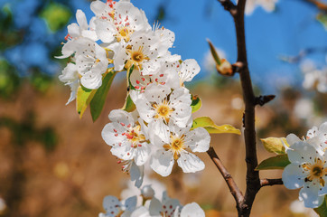 White flowers pear branch. Spring garden. Pear flowers close up.